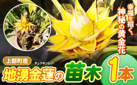 上郡町産 地湧金蓮（チュウキンレン）の苗木 | 地湧金蓮 植物 花 縁起 開運 兵庫県 上郡町