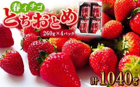 春イチゴ『とちおとめ』(260g×4パック)_果物・フルーツ いちご  イチゴ 苺_【配送不可地域：離島】【1389986】