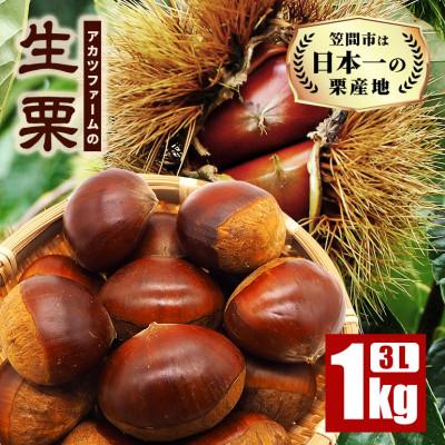 ふるさと納税 笠間市 【先行予約　2026年10月中旬〜12月下旬頃発送】アカツファームの生栗 3L 1kg　笠間市