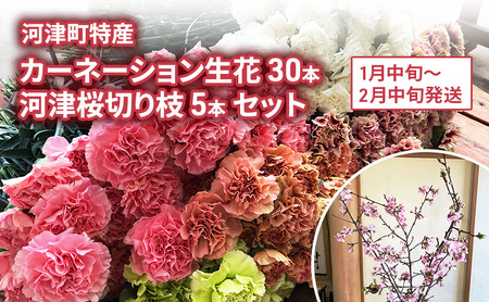カーネーション 花 30本 河津桜 カーネーション