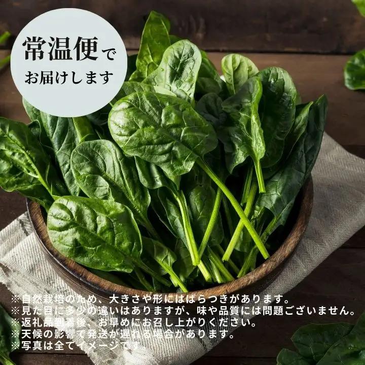 ほうれん草 2kg 10袋 ほうれん草 ほうれんそう