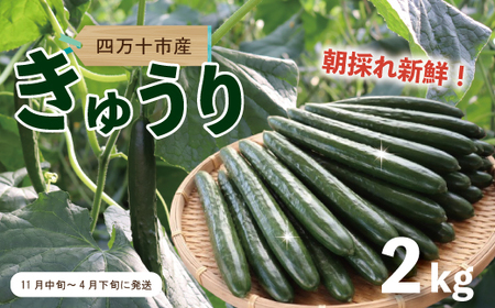 四万十市産 きゅうり 2kg 朝採れ 新鮮 野菜 やさい 高知県産 国産 胡瓜 キュウリ みずみずしい 産地直送 お取り寄せ 旬 ハウス栽培 農家直送 高知県 高知 四万十市 四万十 しまんと【発送時期：11月中旬～4月下旬】26-0030