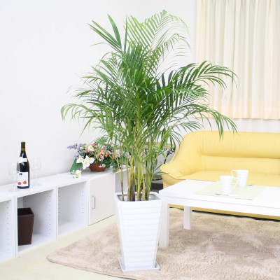 【観葉植物】アレカヤシ 8号 ホワイト陶器鉢 Ｇタイプ 土の表面:ウッドチップ【観葉植物 インテリア 部屋 おしゃれ 福岡県 筑前町 送料無料 AG039】【価格改定X】