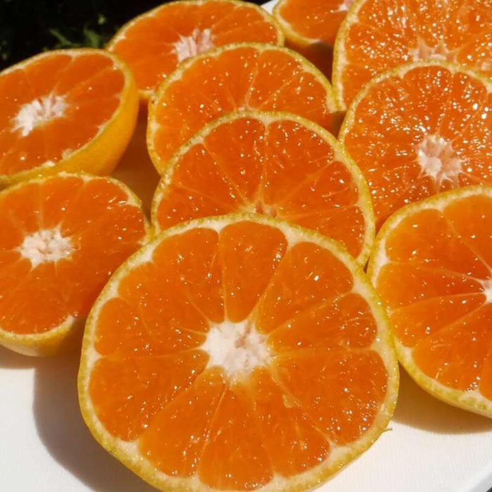 ＜12月18日までのご注文は年内配送＞ みかん 4kg ご家庭用　和歌山県有田川町産　有田みかん ありだみかん