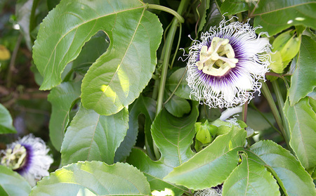 【奄美大島産】香り爽やかパッションフルーツ2kg【2024年発送】