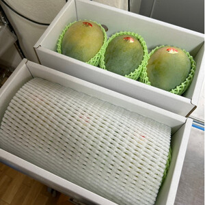 【2025年8月～9月頃の発送】幻の完熟キーツマンゴー1.5kg(1～2玉)【配送不可地域：離島】【1593000】