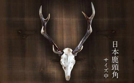 二ホンジカ頭骨付き角〇壁掛け(中サイズ)　【配送不可地域あり】※離島不可 《90日以内に出荷予定(土日祝除く)》