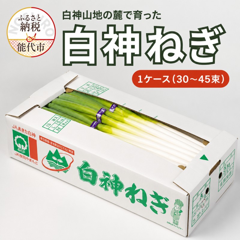 【8月～翌2月限定出荷】白神山地の麓で育った 白神ねぎ 産