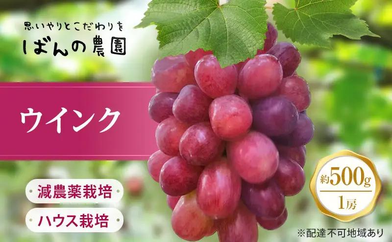 ぶどう 2026年 先行予約 ぶどう ウインク 1房 約500g  岡山県産