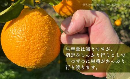 不知火 希少な樹上完熟！ 秀品大玉 6個入 (約2kg)　【先行予約 2025年2月下旬頃から発送】【KT2】