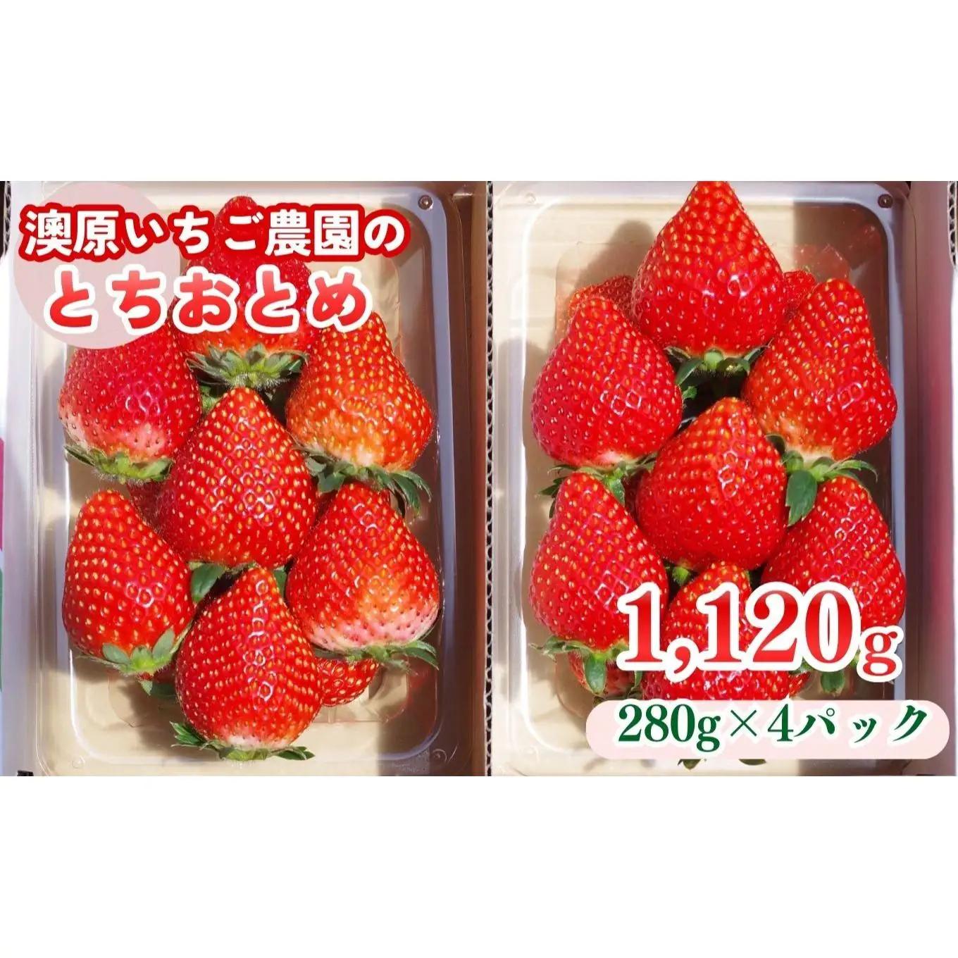 栃木のいちご！元祖 「とちおとめ」 1,120g (280g×4P)| 澳原いちご農園 栃木県 矢板市