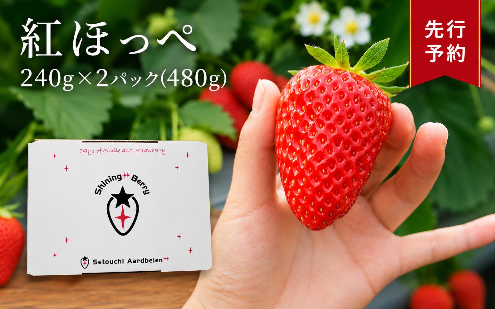 
                  【 令和 8 年度 先行予約 】  紅ほっぺ 約 480 g （ 令和8年1月初旬～順次発送予定 ） ｜ 紅ほっぺ いちご イチゴ 苺 産地直送 先行予約 果実 製菓 青果 旬の味覚 贈答用 冬限定 果物 おやつ デザート スイーツ 山口県 平生町
                