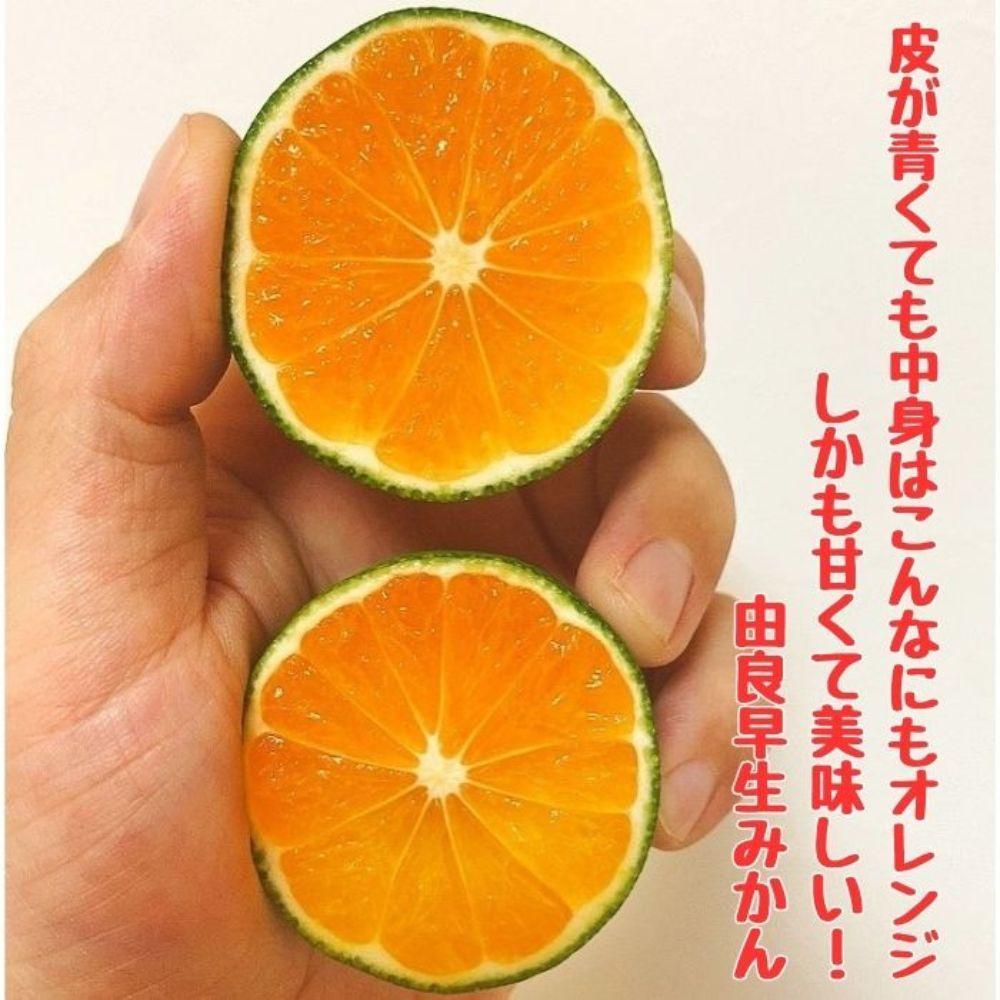 有田みかん 由良早生S～Lサイズ混合 約5kg 【2025年発送 先行予約】 ER01_イメージ3