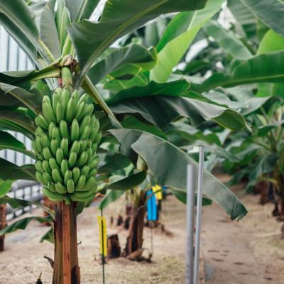 ふるさと納税 柏崎市 越後バナーナ700g(6本) |  | 02
