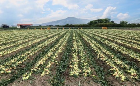 新玉ねぎ　淡路島南あわじ市 5kg 早生　◆配送4月下旬～5月下旬