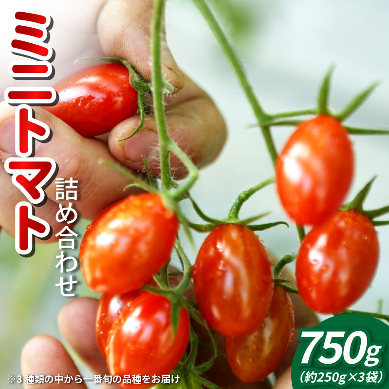 【ふるさと納税】 トマト ミニトマト 750g （ 250g × 3袋 ） 小分け フランティーノ アマイマリー チコ 野菜 やさい トマト ジュース パスタ スパゲティー ソース サラダ ドレッシング サンドイッチ ピザ カレー お取り寄せ グルメ 徳島県 阿波市 ヴェリタス株式会社