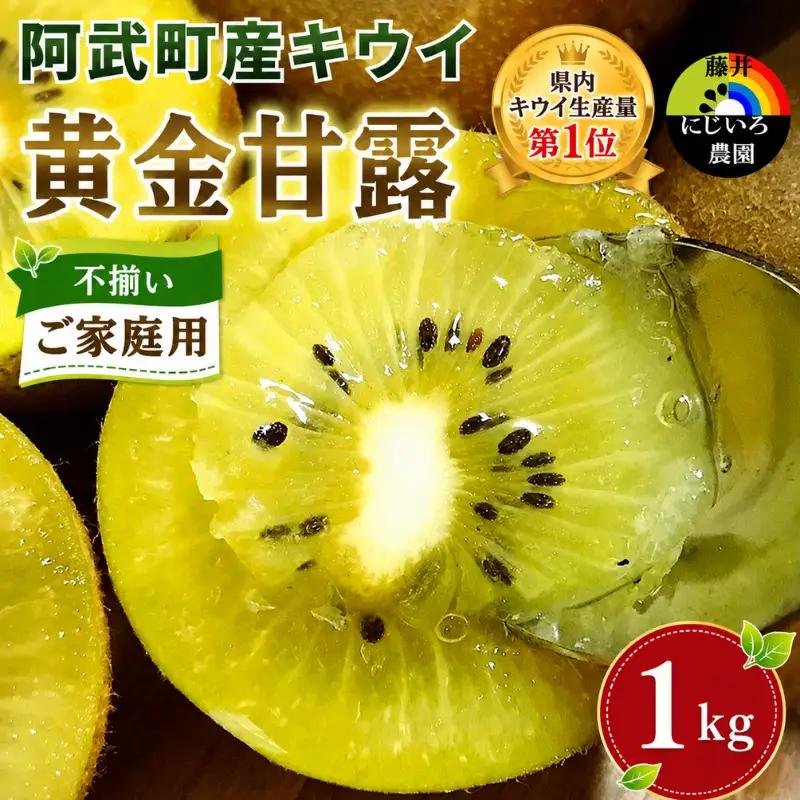 【家庭用】キウイ 黄金甘露 1kg 山口県 阿武町産 数量限定 国産 果物 黄色キウイ《2026年9月中旬～10月中旬発送》