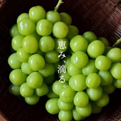 ふるさと納税 笛吹市 SINKA-真果-(シャインマスカット スパークリングワイン)1本 |  | 02