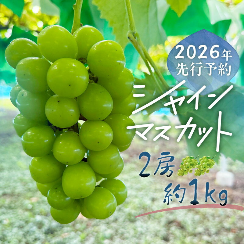 【ふるさと納税】【2026年先行予約】シャインマスカット 2房　（約1.0kg））　|| シャインマスカット 贅沢 デザート 上品 芳醇 人気 贈答 喜ばれる 山梨県産 農家直送 種なし 数量限定 送料無料 山梨 やまなし ブドウ 葡萄 新鮮 甘い 美味しい ジューシー