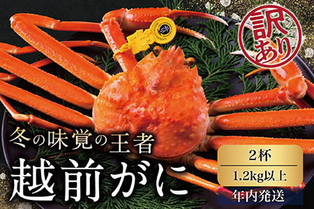 【年内発送】越前がに（オス）「ずわいがに」特特大サイズ（1.2kg以上） 訳あり 2杯