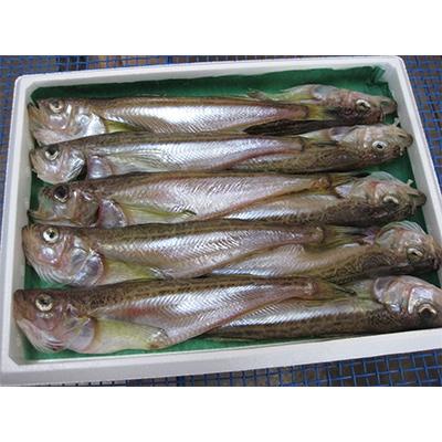 ふるさと納税 宮津市 ハタハタ(特大)　干物　一夜干し　450g×1箱 |  | 01