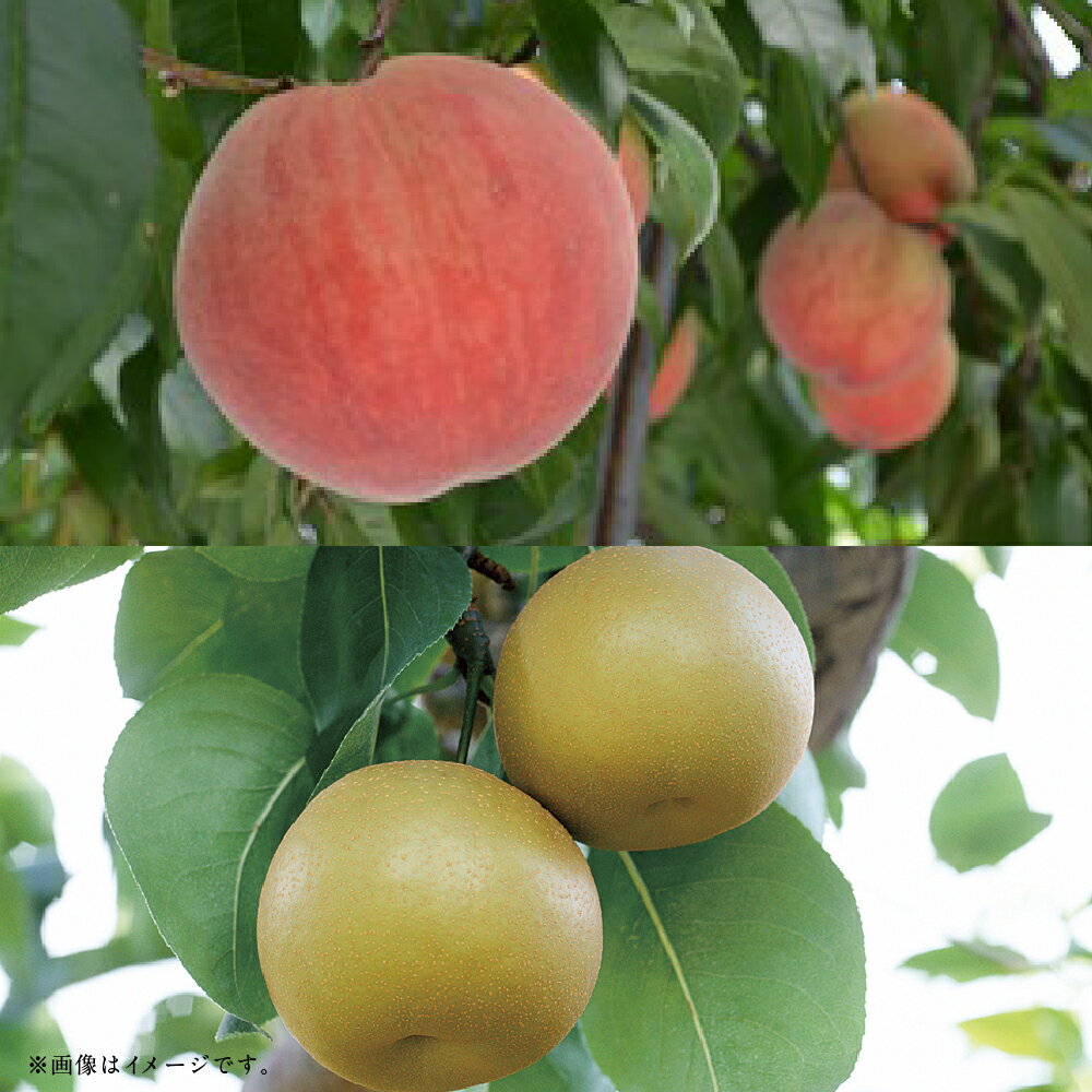 【ふるさと納税】【フルーツ2回定期便】 桃（1kg）・梨（5kg） もも モモ なし ナシ 大玉 くだもの 果物 果実 フルーツ 熊本県産 国産 九州 熊本県 あさぎり町 送料無料 【2026年5月下旬～10月上旬迄順次発送予定】