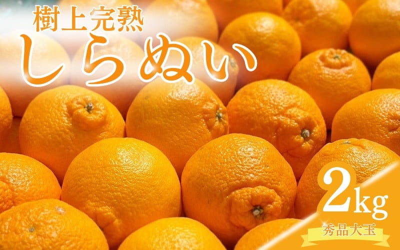 
                  【先行予約】希少な樹上完熟 しらぬい （不知火） 秀品大玉 約2kg(6個)  / 和歌山 みかん フルーツ 柑橘 果物 くだもの ※2027年2月末～3月下旬頃に順次発送予定（お届け日指定不可）【kiy010-pl-2A】
                