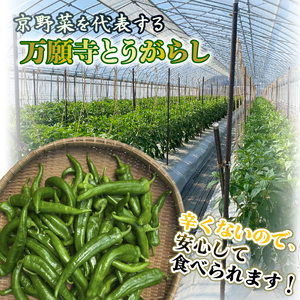 【7月発送】万願寺とうがらし 1kg 野菜 京野菜 万願寺とうがらし万願寺とうがらし万願寺とうがらし