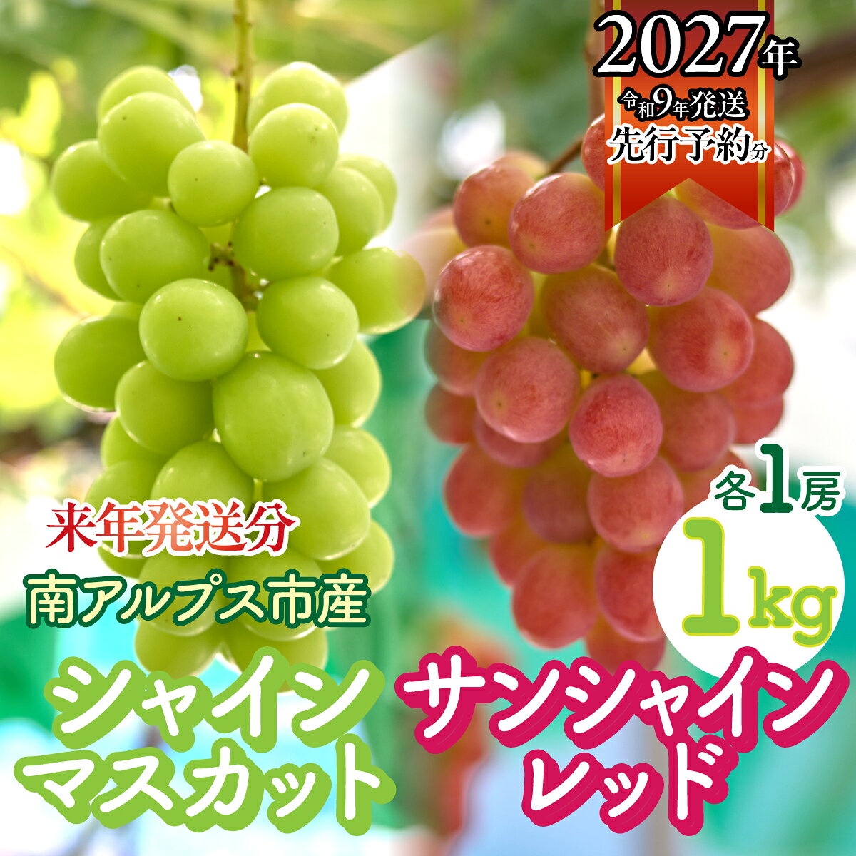 【ふるさと納税】＜2027年発送先行予約＞シャインマスカットとサンシャインレッド各1房 1kg　ALPFK002