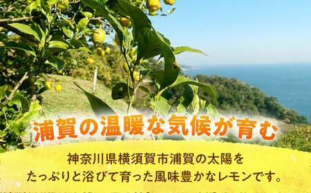 【先行予約】【数量限定】浦賀産 訳ありレモン 5kg【ファーマシーガーデン浦賀】[AKBG007]