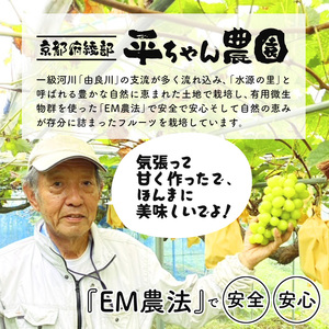 ≪先行予約≫シャインマスカット 3房（1.5?2kg） / ぶどう フルーツ デザート 綾部市 / 平ちゃん農園［BSDT003］