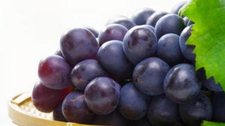 【 桐箱入り 】 シャインマスカット 1房 と ナガノパープル 1房 【令和6年8月から発送開始】（県内共通返礼品：かすみがうら市産） 果物 フルーツ マスカット ぶどう ギフト 贈答 プレゼント 桐