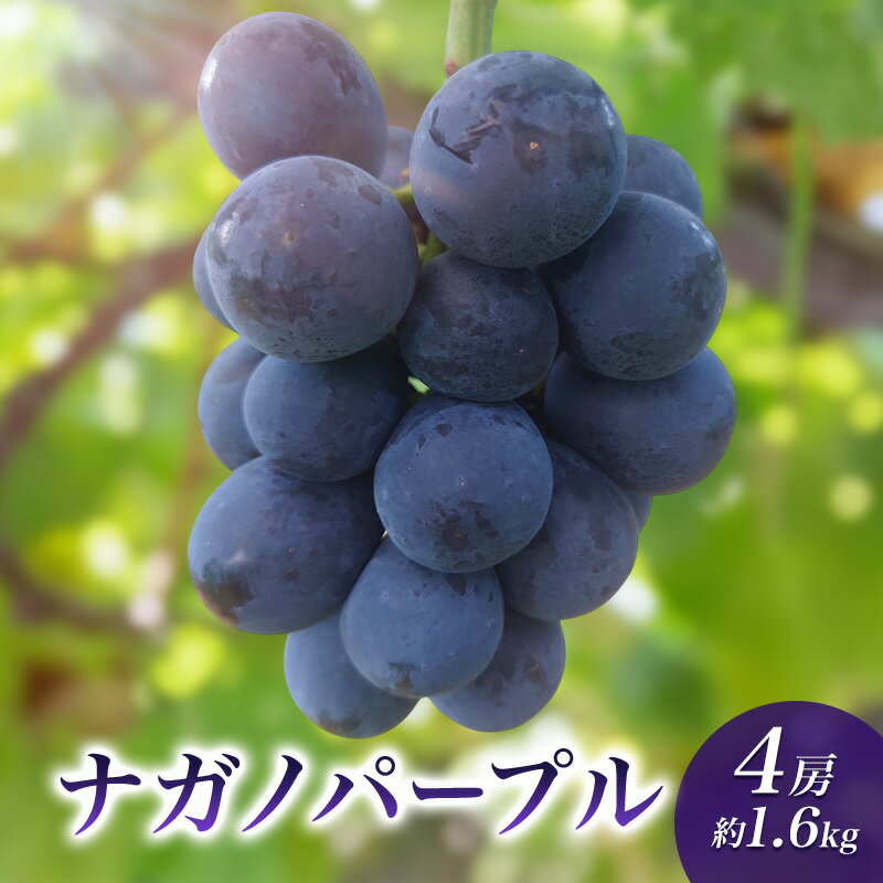 【ふるさと納税】2026年産ナガノパープル4房　約1.6kg　 種なし 果物 葡萄 ぶどう フルーツ 長野県 駒ケ根市　お届け：2026年9月中旬～10月中旬