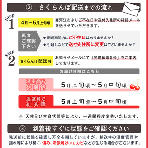 《先行予約》令和8年産 特選 温室育ち さくらんぼ 紅秀峰 3L 特秀品 500g 桐箱詰（発泡スチロール梱包）2026産 山形県産【2026年5月上旬頃～5月中旬頃発送予定】※ 配送不可 沖縄・離島