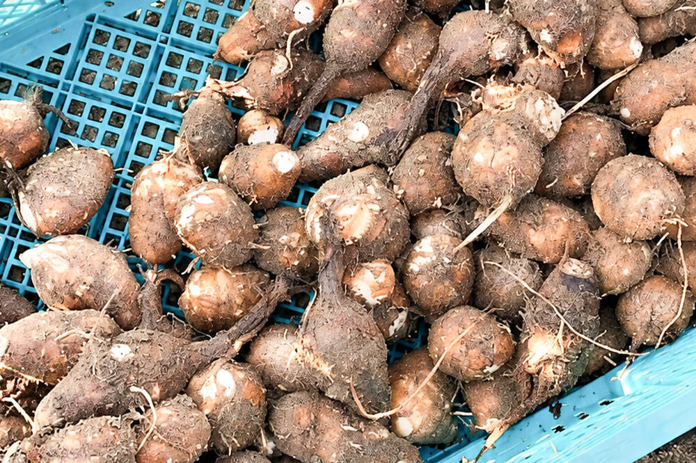 さといも ころちゃん（1.8kg）  もちもち とろり 里芋 サトイモ [里芋 サトイモ さといも もちもち とろり 粘り 甘み 旨味 煮物 蒸し料理]