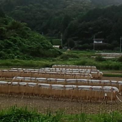 ふるさと納税 茨城県 茨城県産 こしひかりミックス 精米 令和7年産　10kg×1袋 |  | 02