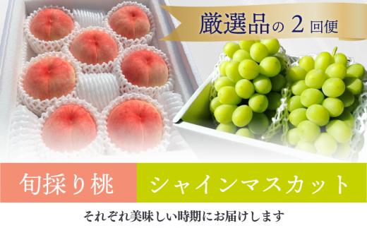 【2026年先行予約】厳選した桃と大粒のシャインマスカットが届く満足便！２回便 (定期便)(岡山県産)【KF-T036-01】