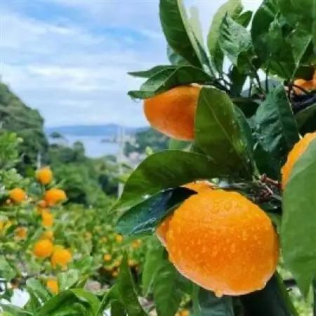 厳選 糖度12度以上!温州みかん「ゆらっ子」　5kg(サイズS～L)【2026年12月～順次発送】【1218291】