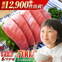 【ふるさと納税】【全3回定期便(月1回)】長崎県産 本マグロ 中トロ皮付き 約700g 【大村湾漁業協同組合】 [BAK025] / 中トロ 中とろ 大人気 おススメ まぐろ 鮪 さしみ 刺身 刺し身 冷凍 とろ トロ ブロック 柵 定期便