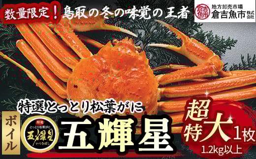 【倉吉魚市】五輝星ボイル松葉がに（超特大1.2kg以上）　数量限定品 ボイル 松葉ガニ ズワイガニ カニ爪 冷蔵 数量 期間 限定 ずわいがに カニ 特大 五輝星 国産 鮮度抜群 鳥取県 倉吉市