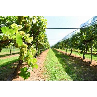 ふるさと納税 寒河江市 【支援品】月山山麓シャルドネ白ワイン (720ml×2本) 山形県寒河江産ぶどう使用　015-E15 |  | 03