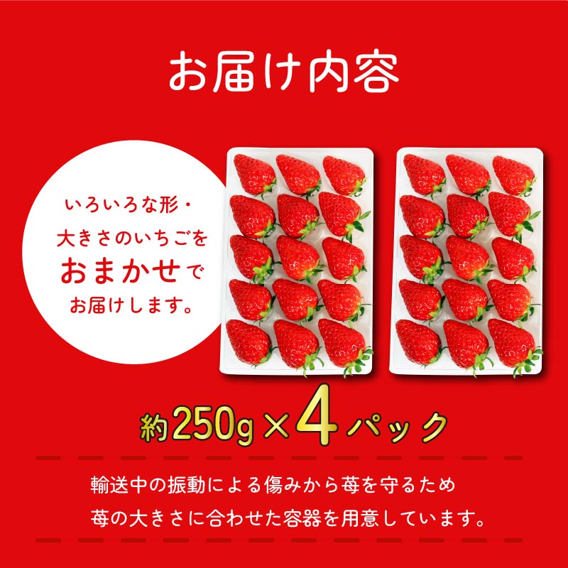 【先行予約 : 2026年1月～発送予定】 【全3回定期便】 いちご きらぴ香 約1kg 約250g×4パック （1月、2月、3月発送） 朝どれ 完熟 苺 産地 直送 フレッシュ イチゴ 贈答 フルー