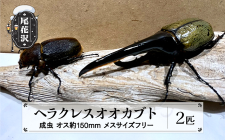ヘラクレス 尾花沢市産 昆虫の王様 ヘラクレスオオカブト カブトムシ オス メス 成虫 2匹 約150mm (山形県産 )kb-blhap150