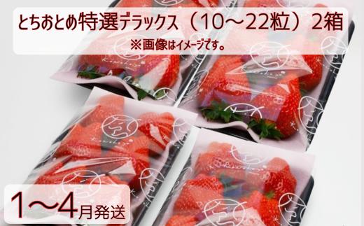 
            【1～4月発送】いちご とちおとめ特選デラックス　10～22粒×2箱（4パック） 苺 イチゴ とちおとめ 選べる 発送月 発送回数 個数 いちご「とちおとめ」風早いちご園 有名ホテル使用 厳選 フルーツ 果物 季節限定 甘い 濃厚 ジューシー 新鮮 2箱 送料無料 ギフト 贈答 茨城県 鉾田市 野菜王国 予約受付
          