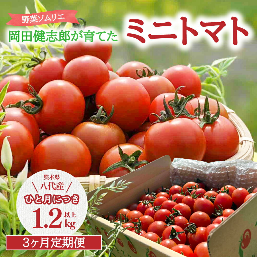 【ふるさと納税】【定期便3回】野菜ソムリエ岡田健志郎が育てた ミニトマト1.2kg以上 定期便 トマト 野菜 熊本県産 新鮮 サラダ やさい とまと 八代市産 九州 送料無料
