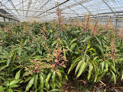 令和５年マンゴー開花状況