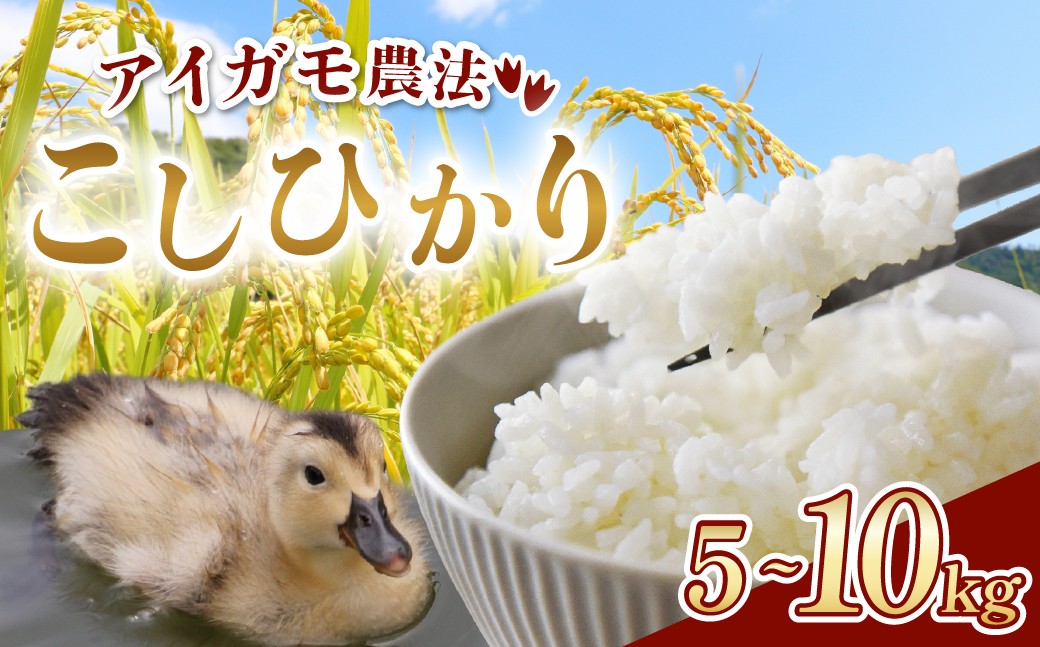 
                  米 新米 令和8年度産 コシヒカリ アイガモ栽培 先行予約 選べる容量 精米 5kg 10kg | お米 米 アイガモ栽培 アイガモ農法 こしひかり コシヒカリ 減農薬 アイガモ 合鴨 農法 美味しい お米 安心 安全 埼玉 農園 埼玉県 久喜市
                