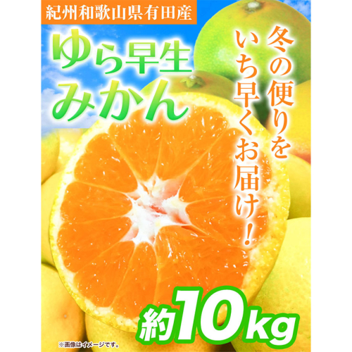 紀州和歌山有田産 ゆら早生みかん 約10kg 魚鶴商店《2025年10月上旬-11月上旬頃出荷》 和歌山県 日高町 みかん 早生 柑橘