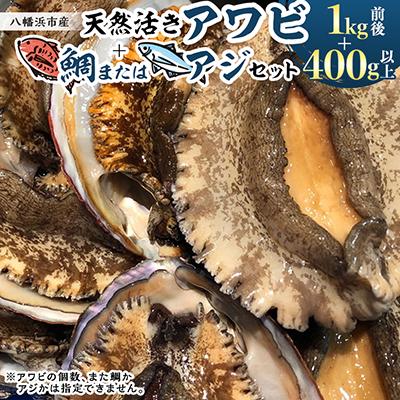 ふるさと納税 八幡浜市 竹中水産の大きめ入り1kg前後「天然活きアワビ(鯛もしくはアジとセット) 」【H22-220】