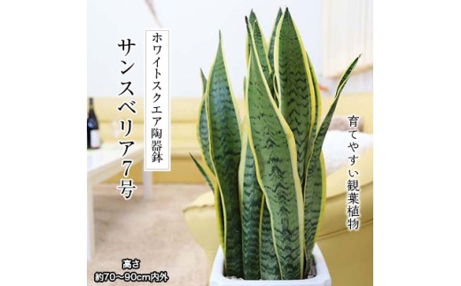 【観葉植物】サンスベリア 7号 ホワイト陶器鉢 Gタイプ 高さ:約70～ 90cm 土の表面：ウッドチップ 【観葉植物 インテリア 部屋 おしゃれ 福岡県 筑前町 送料無料 AG014】【価格改定】